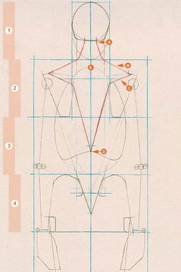 A schematic drawing of the axial figure from a rear view, showing the shape of the trapezius.