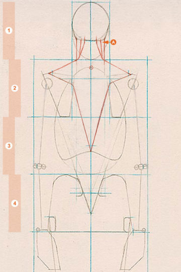 A schematic drawing of the axial figure from a rear view, showing the sternomastoid muscles of the neck.