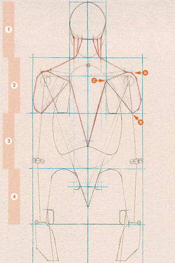 A schematic drawing of the axial figure from a rear view, showing the deltoid muscles.