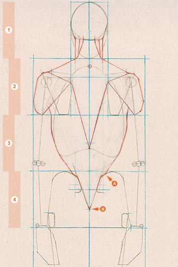 A schematic drawing of the axial figure from a rear view, showing the outer edges of the latissimus dorsi muscle.