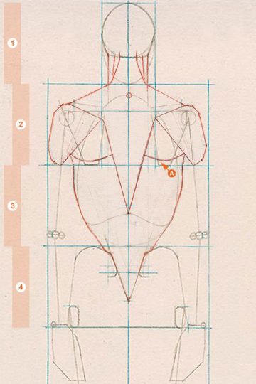 A schematic drawing of the axial figure from a rear view, showing the placement of the top edge of the latissimus dorsi.
