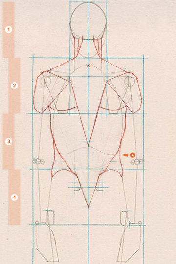 A schematic drawing of the axial figure from a rear view, showing the outsides of the oblique muscles.
