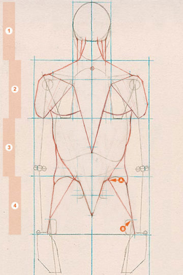 A schematic drawing of the axial figure from a rear view, showing the placement of the gluteus medius on each side of the body.