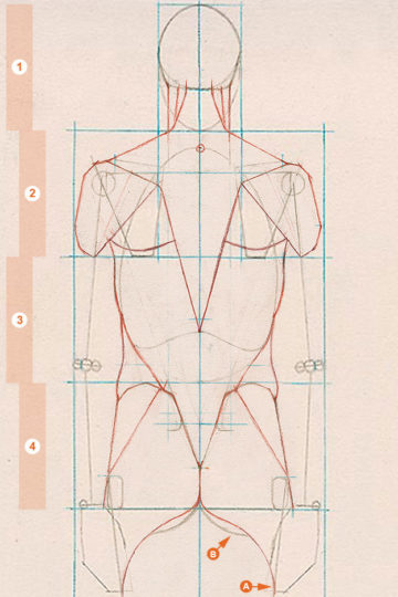 A schematic drawing of the axial figure from a rear view, showing the placement of the gluteus maximus on each side of the body.